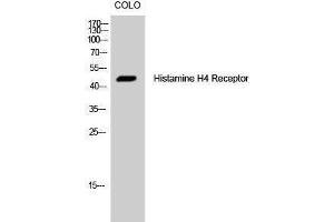 Western Blotting (WB) image for anti-Histamine Receptor H4 (HRH4) (Internal Region) antibody (ABIN3175490) (HRH4 anticorps  (Internal Region))