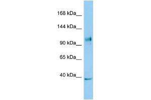 Host: Rabbit Target Name: NLRX1 Sample Type: COLO205 Whole Cell lysates Antibody Dilution: 1. (NLRX1 anticorps  (C-Term))