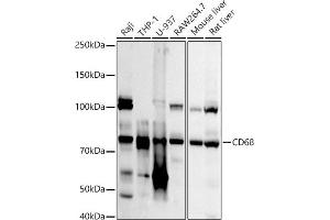 Western blot analysis of extracts of various cell lines, using CD68 antibody (ABIN7266212) at 1:1000 dilution.
