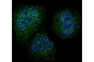 Immunofluorescent analysis of Hela cells, using Cyclin B1 Antibody .