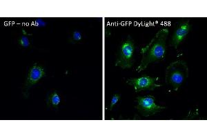 Immunofluorescence (IF) image for anti-Green Fluorescent Protein (GFP) antibody (DyLight 488) (ABIN7273060)