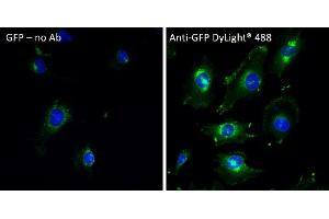 Immunofluorescence (IF) image for anti-Green Fluorescent Protein (GFP) antibody (DyLight 488) (ABIN7273060) (GFP anticorps  (DyLight 488))