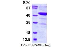 Image no. 1 for Dihydroorotate Dehydrogenase (DHODH) protein (His tag) (ABIN7279877)