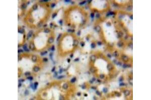 Used in DAB staining on fromalin fixed paraffin-embedded Liver tissue (C4A anticorps  (AA 680-756))
