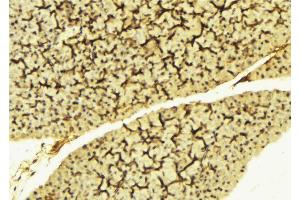 ABIN6269112 at 1/100 staining Mouse liver tissue by IHC-P. (LYN anticorps  (C-Term))