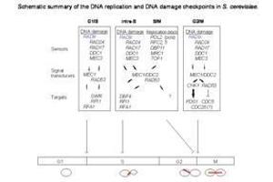 Checkpoints are mechanisms that impose delays in the cell cycle in response to DNA damage or defects in DNA replication, to ensure that mitotic transmission is error-free.