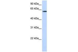 Image no. 1 for anti-F-Box Protein 24 (FBXO24) (N-Term) antibody (ABIN6740797)