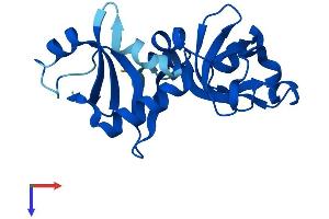 AlphaFold protein structure predicition of Human Recombinant NIP7 Protein, UniprotID Q9Y221