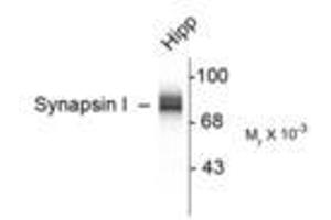 Image no. 1 for anti-Synapsin I (SYN1) antibody (ABIN305714) (SYN1 anticorps)