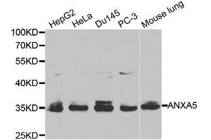 Western blot analysis of extracts of various cell lines, using ANXA5 antibody. (Annexin V anticorps  (AA 1-320))