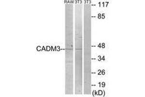 Western blot analysis of extracts from NIH-3T3/RAW264. (CADM3 anticorps  (AA 141-190))