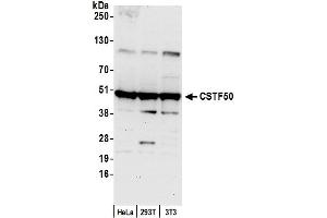 Western Blotting (WB) image for anti-Cleavage Stimulation Factor, 3' Pre-RNA, Subunit 1, 50kDa (CSTF1) (AA 75-125) antibody (ABIN7453410)
