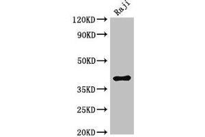 HMBS Antikörper  (AA 283-330)