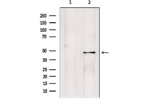 Western blot analysis of extracts from ratbrain, using PMPCB antibody. (PMPCB anticorps  (Internal Region))