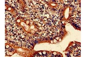 Immunohistochemistry of paraffin-embedded human small intestine tissue using ABIN7155233 at dilution of 1:100 (HRH1 anticorps  (AA 211-416))