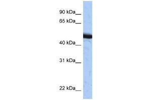 WB Suggested Anti-SPOP Antibody Titration:  0. (SPOP-B anticorps  (C-Term))