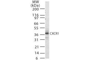 Image no. 1 for anti-Chemokine (C-X-C Motif) Receptor 1 (CXCR1) (AA 330-341) antibody (ABIN303967) (CXCR1 anticorps  (AA 330-341))