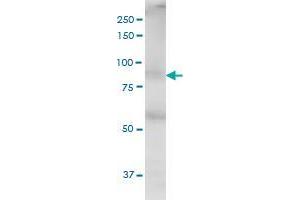 THRAP5 monoclonal antibody (M02), clone 2B7.