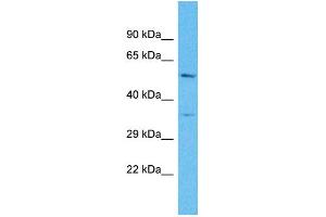Western Blotting (WB) image for anti-Olfactory Receptor, Family 4, Subfamily C, Member 16 (OR4C16) (C-Term) antibody (ABIN2791734) (OR4C16 anticorps  (C-Term))