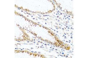 Immunohistochemistry of paraffin-embedded human stomach using FB antibody (ABIN3021390, ABIN3021391, ABIN3021392 and ABIN6215001) at dilution of 1:100 (40x lens). (FAM3B anticorps  (AA 30-235))