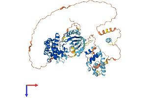 Receptor (TNFRSF)-Interacting serine-threonine Kinase 1 (RIPK1) (AA 1-671) protein (His tag)
