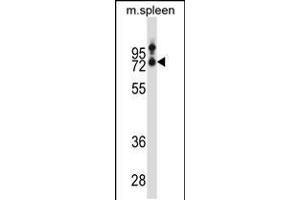 Western blot analysis in mouse spleen tissue lysates (35ug/lane). (SLC15A3 anticorps  (AA 168-197))