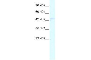WB Suggested Anti-PAX5 Antibody Titration:  0.