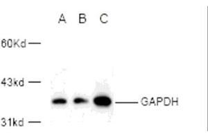 Western blot analysis of GAPDH expression in 293A (A) and Hela (B) whole cell lysates and mouse kidney tissue extract (C) using GAPDH polyclonal antibody (E1C604). (GAPDH anticorps)