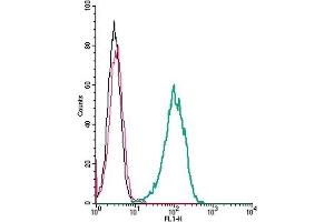 Cell surface detection of FPR2 by indirect flow cytometry in live intact human  monocytic leukemia cells: + goat-anti-rabbit-FITC. (FPR2 anticorps  (Extracellular))