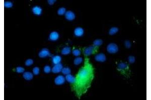 Immunofluorescence (IF) image for anti-TNF Receptor-Associated Protein 1 (TRAP1) antibody (ABIN1501500) (TRAP1 anticorps)