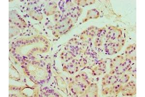 Immunohistochemistry of paraffin-embedded human pancreatic tissue using ABIN7165122 at dilution of 1:100