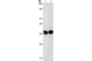 Gel: 12 % SDS-PAGE, Lysate: 40 μg, Lane 1-2: Hela cells, mouse kidney tissue, Primary antibody: ABIN7189696(ADPRHL2 Antibody) at dilution 1/500, Secondary antibody: Goat anti rabbit IgG at 1/8000 dilution, Exposure time: 2 minutes (ADPRHL2 anticorps)
