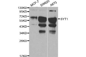 Western blot analysis of extracts of various cell lines, using SYT1 antibody (ABIN5970380) at 1/1000 dilution. (SYT1 anticorps)