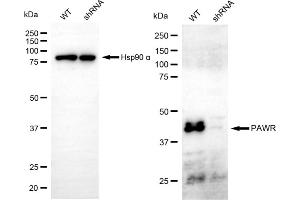 Western blotting analysis using PAWR antibody (ABIN7799899).