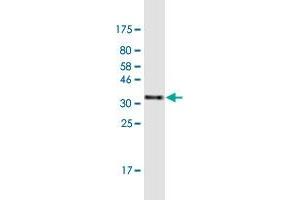 Western Blot detection against Immunogen (35.