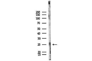 anti-Fibroblast Growth Factor 6 (FGF6) (N-Term) antibody