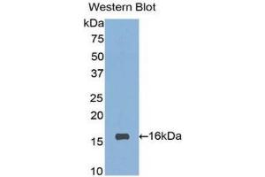 Western Blotting (WB) image for anti-Sialic Acid Binding Ig-Like Lectin 7 (SIGLEC7) (AA 381-467) antibody (ABIN1860556) (SIGLEC7 anticorps  (AA 381-467))