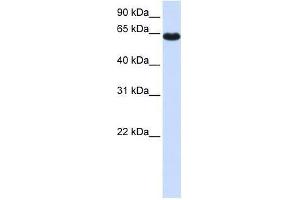 ZNF117 antibody used at 0. (Zinc Finger Protein 117 anticorps  (Middle Region))