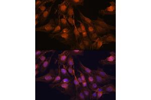 Immunofluorescence analysis of C6 cells using PGP9.