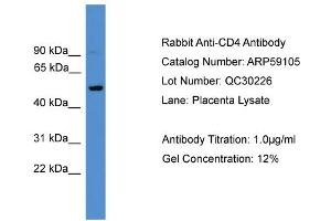 WB Suggested Anti-CD4  Antibody Titration: 0. (CD4 anticorps  (C-Term))