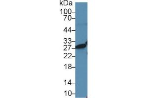 Detection of HMGB1 in Human Jurkat cell lysate using Polyclonal Antibody to High Mobility Group Protein 1 (HMGB1) (HMGB1 anticorps  (AA 1-215))