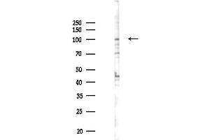 anti-Myosin ID (MYO1D) (C-Term) antibody