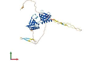 AlphaFold protein structure predicition of Mouse Recombinant Plekha1 Protein, UniprotID Q8BUL6