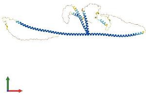 AlphaFold protein structure predicition of Mouse Recombinant Cep57 Protein, UniprotID Q8CEE0