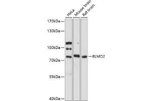 Western blot analysis of extracts of various cell lines, using ELMO2 antibody (ABIN6127840, ABIN6140132, ABIN6140133 and ABIN6217904) at 1:3000 dilution. (ELMO2 anticorps  (AA 42-120))