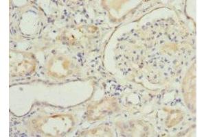 Immunohistochemistry of paraffin-embedded human kidney tissue using ABIN7161567 at dilution of 1:100 (NNMT anticorps  (AA 1-264))