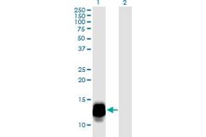 Western Blot analysis of DEFA3 expression in transfected 293T cell line by DEFA3 monoclonal antibody (M01), clone 1A9. (DEFa3 anticorps  (AA 1-94))
