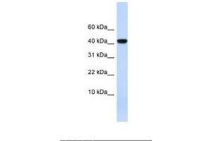 Image no. 1 for anti-Angiotensinogen (serpin Peptidase Inhibitor, Clade A, Member 8) (AGT) (AA 38-87) antibody (ABIN6738086) (AGT anticorps  (AA 38-87))