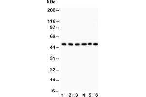 Western blot testing of GFAP antibody and Lane 1:  rat brain;  2: mouse brain;  3: U87;  4: SHG-44 (human glioma line);  5: NEURO;  6: HeLa lysate (GFAP anticorps  (AA 93-432))