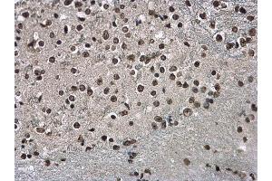 IHC-P Image Histone H3. (Histone H3.3B anticorps  (full length))